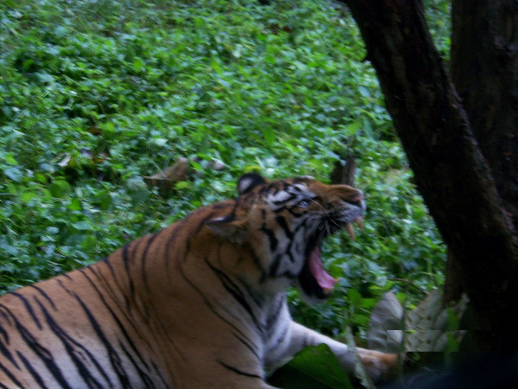 Tiger safari near Shimoga