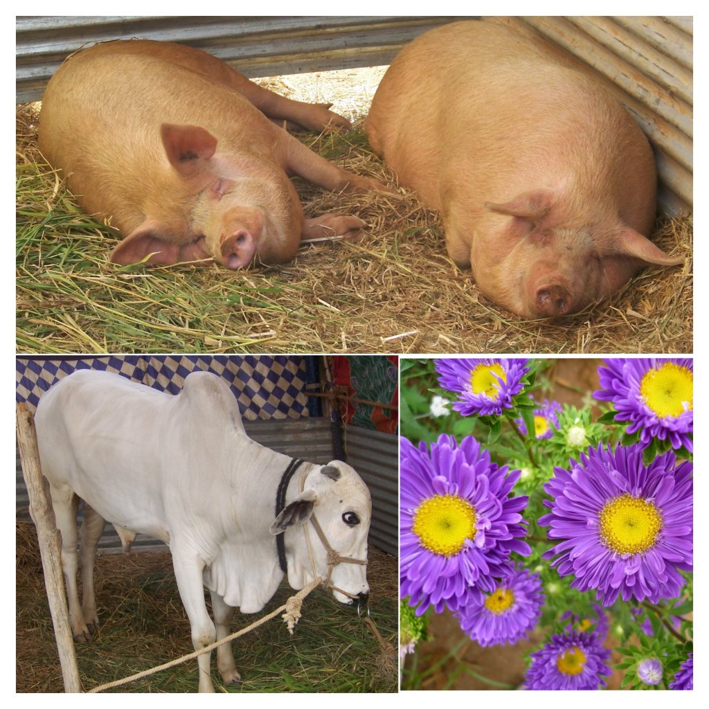 Images from Animal husbandry and horticulture stalls during the annual Krishi mela at GKVK 