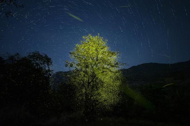'Lights of Passion’, An award winning photograph of the bioluminiscent fireflies in the Western ghats