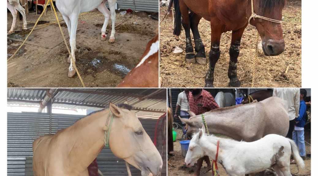Various breeds of Horses at Anthiyur Horse fair