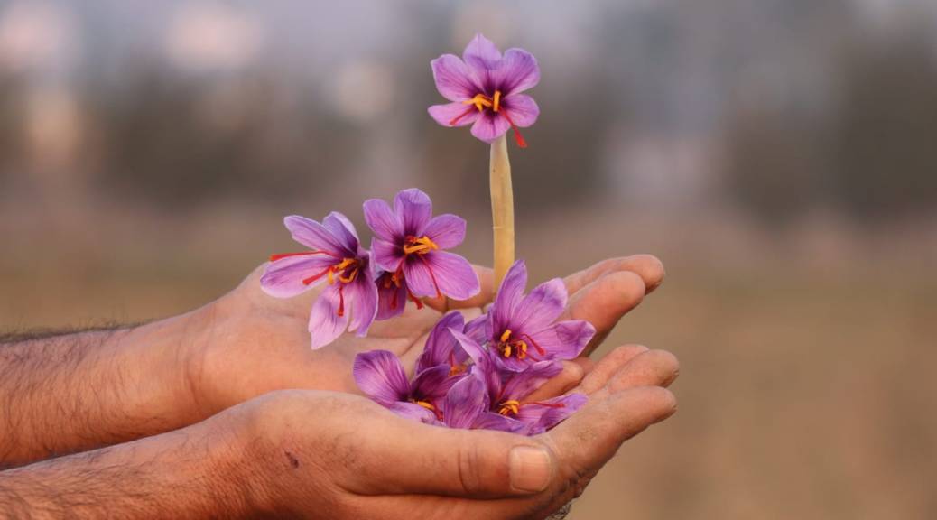 Saffron flowers in Kashmir