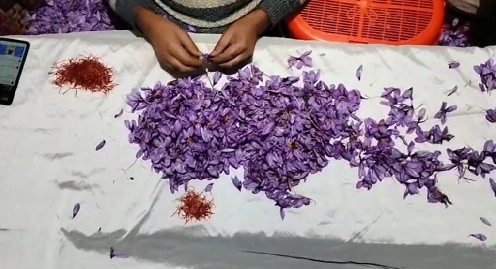 Saffron flowers in Kashmir
